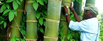 How to Start a Successful and Sustainable Bamboo Farming.