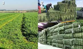 How To Start A Lucerne Farming Operation Start Today How To Start A Lucerne Farming Operation Start Today