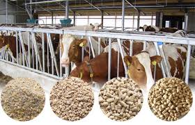 How to start and run a Animal Feed Production.