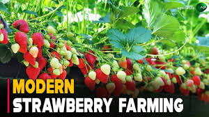 Where to find a strawberry farming business plan writer? | Professional ...